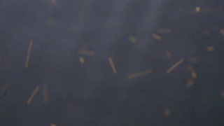 又回来了！西湖边密密麻麻的，但没想到的是...