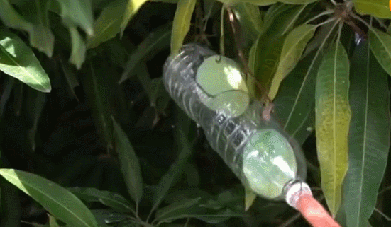 最近广州路边这种“水果”掉满地！提醒：千万别吃！
