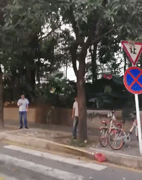 广东又开始“下芒果”了!能吃吗?好吃吗? 广东又开始“下芒果”了!能吃吗?好吃吗?