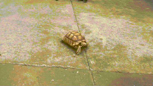 佛山街头惊现神秘外来物种,体型庞大、长相稀奇…… 佛山街头惊现神秘外来物种,体型庞大、长相稀奇……