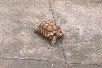 “长得越怪，来历越大！”佛山市民捡到大龟，一查来头不小！