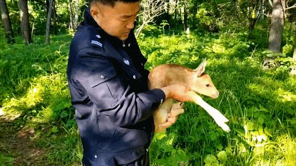 野生狍子幼崽和狍妈妈走散,却遇到了暖心的警察“爸爸” 野生狍子幼崽和狍妈妈走散,却遇到了暖心的警察“爸爸”