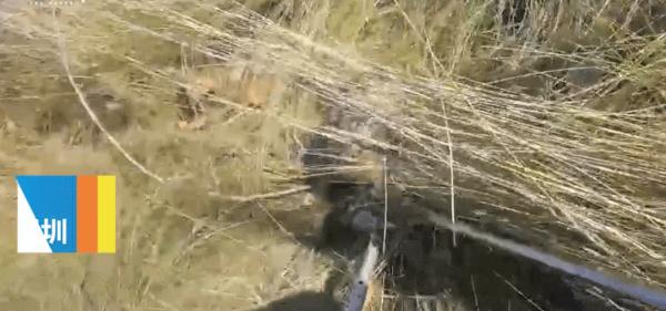 吓人！广东一公园惊现巨蟒缠树！网友：头皮发麻