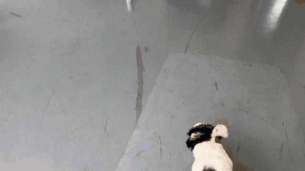 警犬冷知识：缉毒犬养成手册