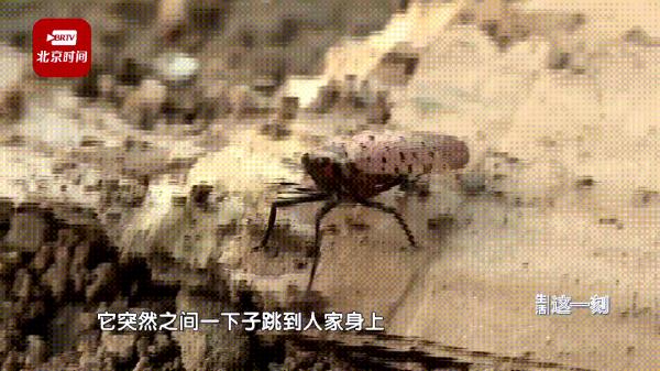 北京一小区树上爬满虫子，还往人身上跳……