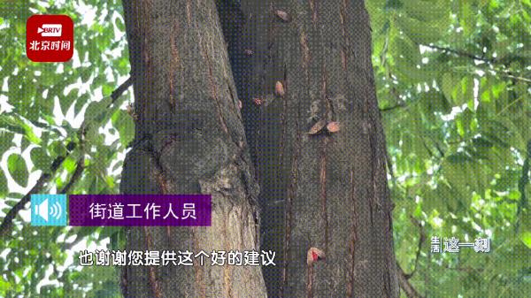 北京一小区树上爬满虫子，还往人身上跳……