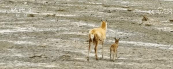 2023藏羚羊大迁徙|走进兔子湖藏羚羊“幼儿园” 2023藏羚羊大迁徙|走进兔子湖藏羚羊“幼儿园”
