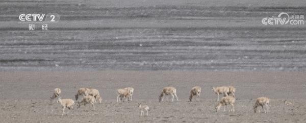 2023藏羚羊大迁徙|走进兔子湖藏羚羊“幼儿园” 2023藏羚羊大迁徙|走进兔子湖藏羚羊“幼儿园”