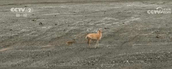 2023藏羚羊大迁徙|走进兔子湖藏羚羊“幼儿园” 2023藏羚羊大迁徙|走进兔子湖藏羚羊“幼儿园”