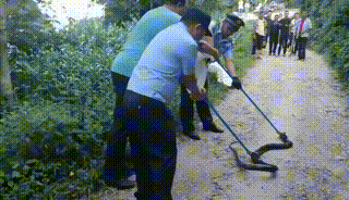 “蛇出没”请小心！