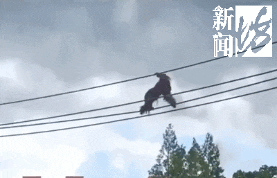 上海野生动物园，一猩猩爬上高空绳索疑似"越狱"？