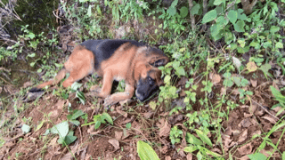 这次它真的走了！离家出走的退役警犬…看哭无数人