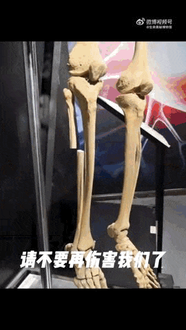 标本肋骨被掰断，一博物馆决定不再修了！