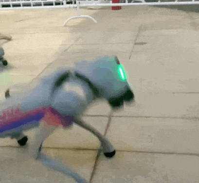 世界首次！“显眼包打工小狗” 来了