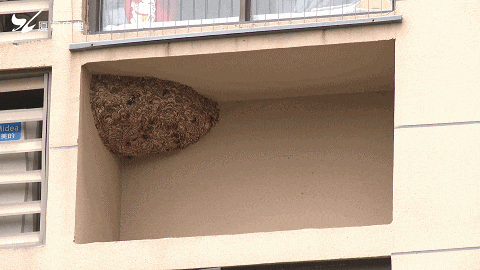 太吓人！厦门一小区惊现超大马蜂窝！还不止一个……