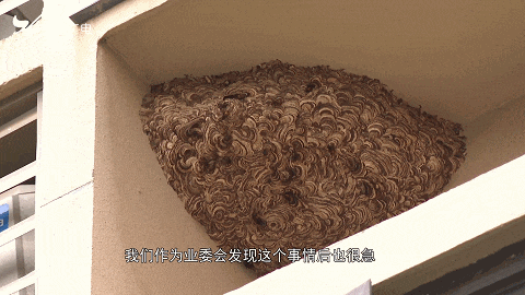 太吓人！厦门一小区惊现超大马蜂窝！还不止一个……