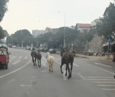 长沙西二环突现5匹马!网友:真“马”路 长沙西二环突现5匹马!网友:真“马”路