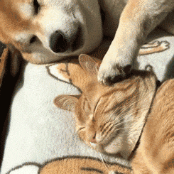 和爱的人睡在一起是“大补”,有科学依据吗? 和爱的人睡在一起是“大补”,有科学依据吗?