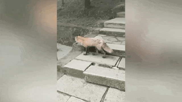 除了野生狐狸,它们也来深圳了 除了野生狐狸,它们也来深圳了