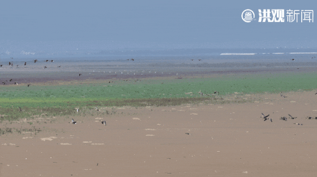 这个冬天,来南昌看鸟吧! 这个冬天,来南昌看鸟吧!