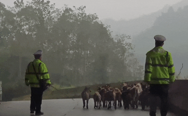 救回摔下山谷的牧羊老人后，他们秒变“牧羊人”还当起了“羊贩”