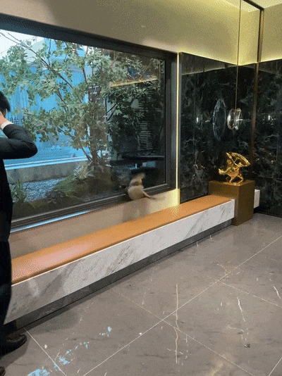 杭州男子办公室闯进一只黑影，专家一看，来头不小