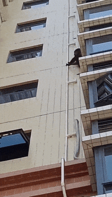 “金刚”来了？原来是它！