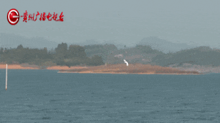 蓝翡翠、白鹭、斑嘴鸭……都来贵州过冬了！网友：像画卷一样美