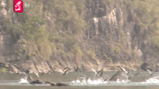 蓝翡翠、白鹭、斑嘴鸭……都来贵州过冬了！网友：像画卷一样美