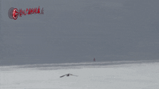 蓝翡翠、白鹭、斑嘴鸭……都来贵州过冬了！网友：像画卷一样美