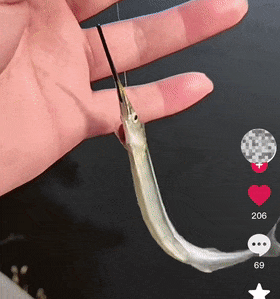 一夜暴富？杭州男子钓到神秘生物，网友炸锅！