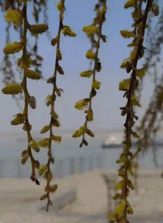 这一幕刷屏了！今天武汉人都在发朋友圈……