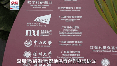 首次现身！深圳红树林记录到一级野生保护动物