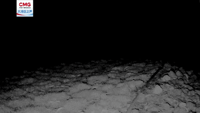 首次现身！深圳红树林记录到一级野生保护动物