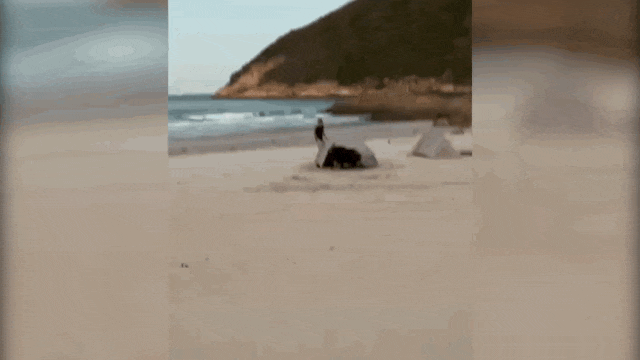 深圳惊现野猪，从哪来的？