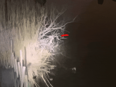 河面突现一圈细微水波纹,这一眼救了一条命 河面突现一圈细微水波纹,这一眼救了一条命