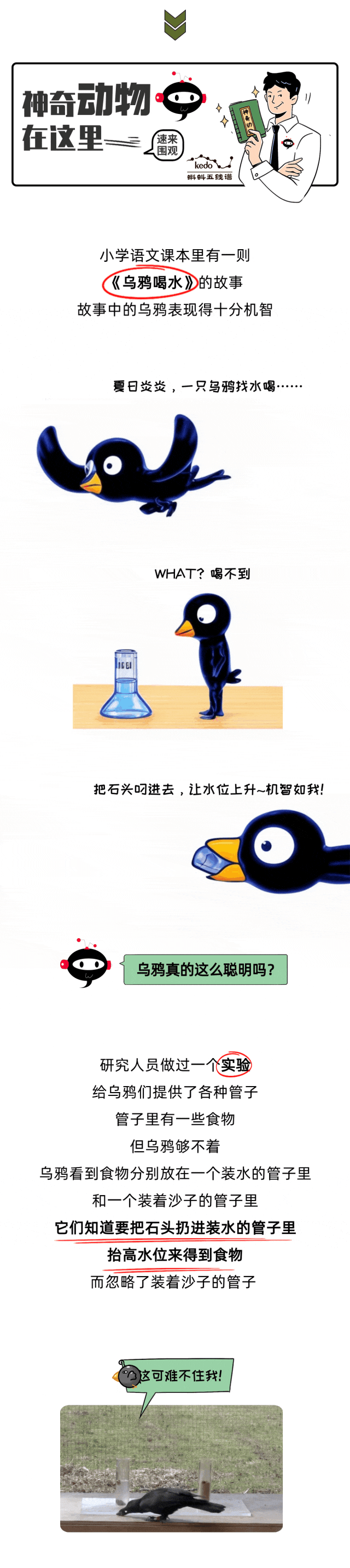 只有人类会使用工具？乌鸦：别太自信...
