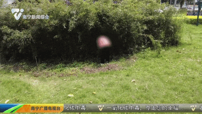 公园“免费竹笋”随便薅?当心涉嫌违法! 公园“免费竹笋”随便薅?当心涉嫌违法!