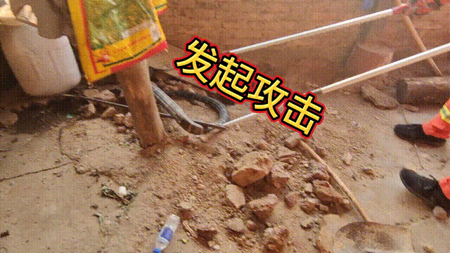 4米巨蟒盘踞吃鸡，眼镜王蛇发起攻击……