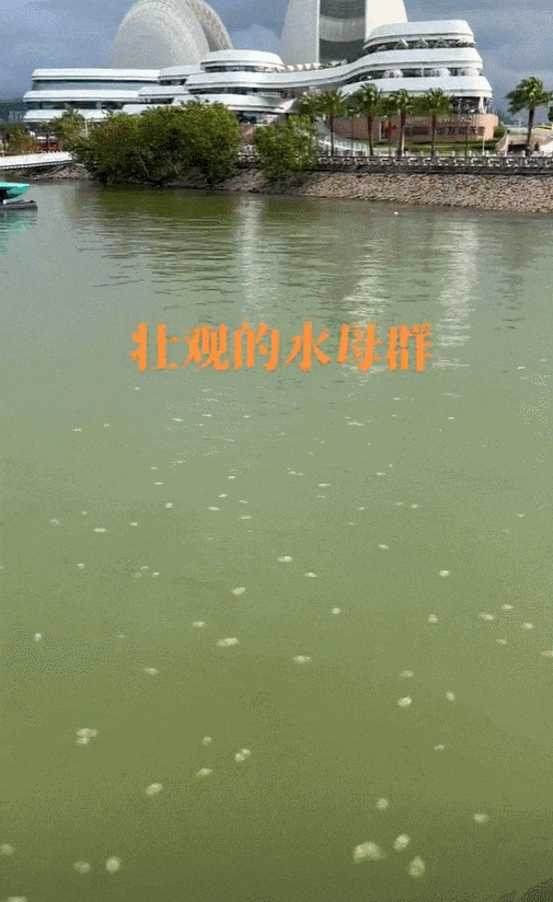 惊现深圳大梅沙，被“咬伤”严重会致命
