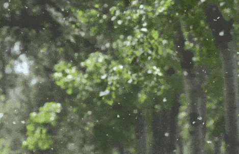 @过敏星人！郑州21个杨柳絮预警点位→