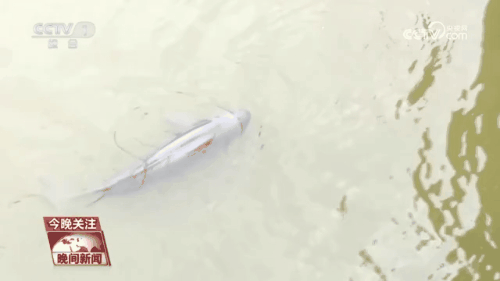 【十年禁渔看长江】“微笑天使”江豚回来了