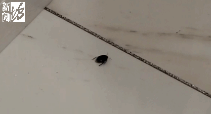 好臭！快检查阳台衣服！这东西福建也出现了…