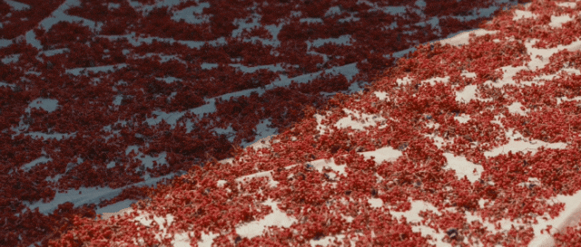 好品中国｜一“麻”一“辣”，解锁“甘味”密码