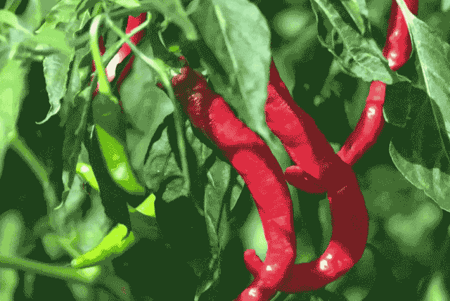 好品中国｜一“麻”一“辣”，解锁“甘味”密码