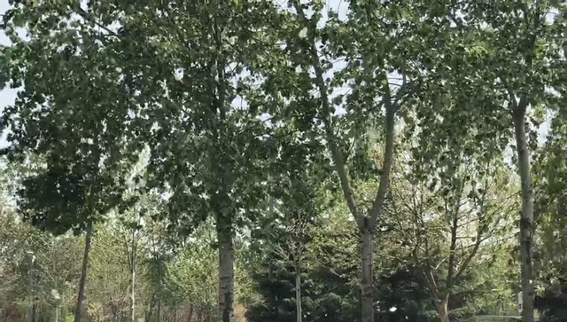 戴口罩,戴口罩!易感人群近期请注意 戴口罩,戴口罩!易感人群近期请注意