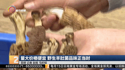 降了！昆明这种野生菌价格“大跳水”！