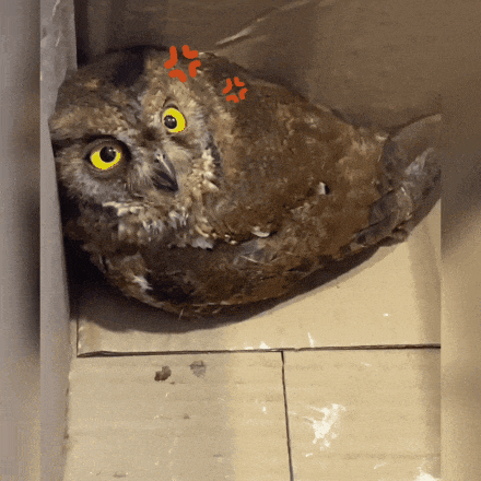 个子不大,脾气不小!民警救助国家二级保护动物红角鸮 个子不大,脾气不小!民警救助国家二级保护动物红角鸮