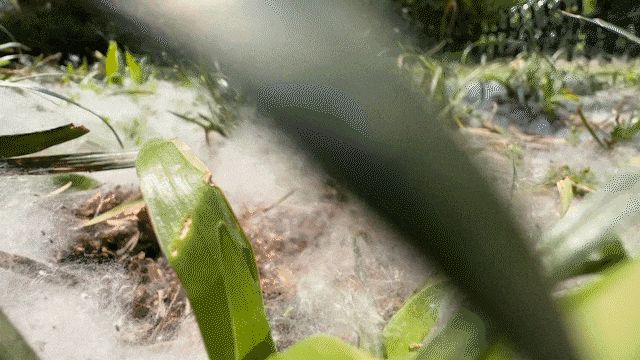 谷雨将到!要小心如约而至的它,又来了! 谷雨将到!要小心如约而至的它,又来了!