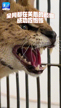 全网关注!石家庄疑似"豹子"的动物,被成功捕获